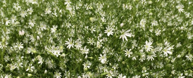 Grassleaved Chickweed