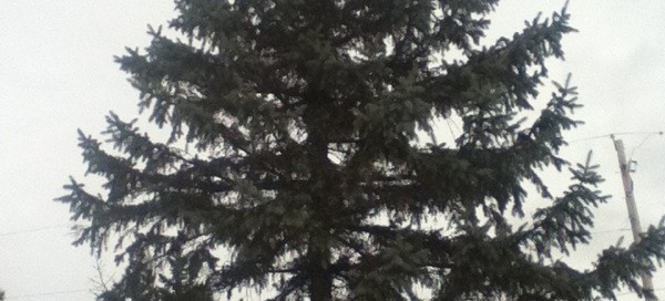 Blue Spruce Damage