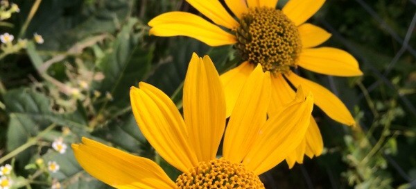 Irish Eyes Rudbeckia