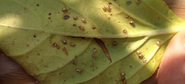 Aphids