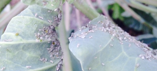 Cabbage Aphids