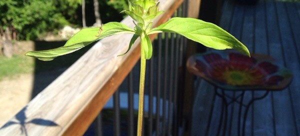 Davidsons Penstemon