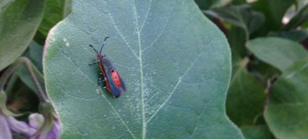 Squash Vine Borer