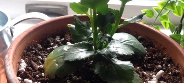 Double Blooming Kalanchoe