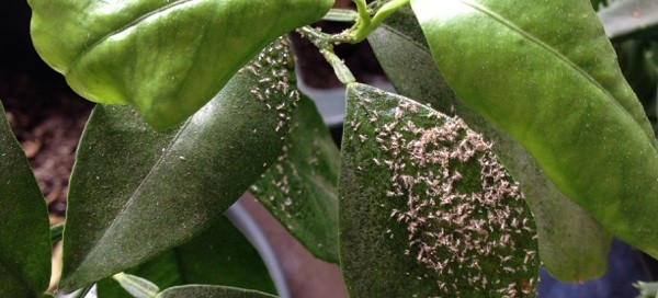 Aphids