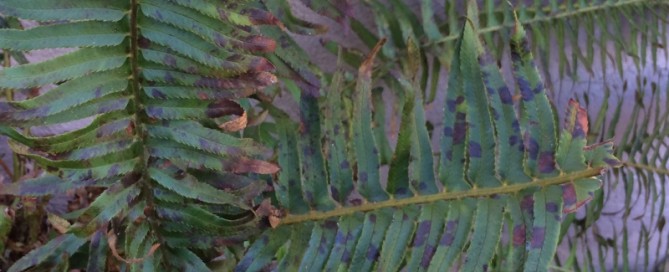 Spots On Fern Fronds