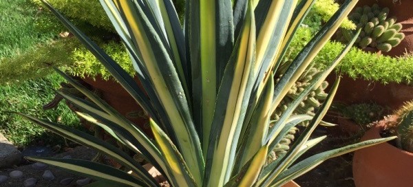 Variegated Maurtitius Hemp