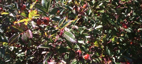 Rose Hips