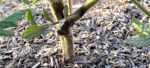 Stem Rot On Tomato