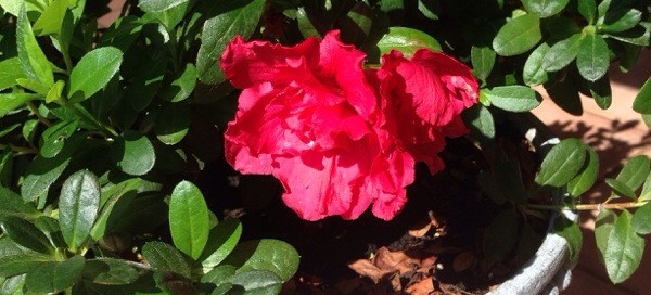 Dwarf Pomegranate