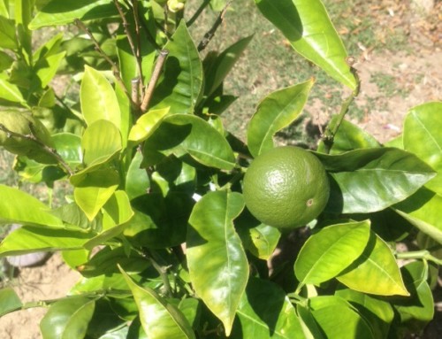 Citrus Nutrient Deficiency