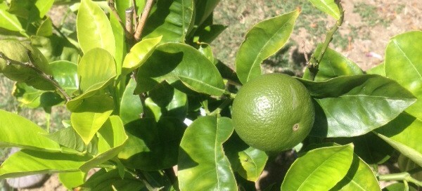 Citrus Nutrient Deficiency