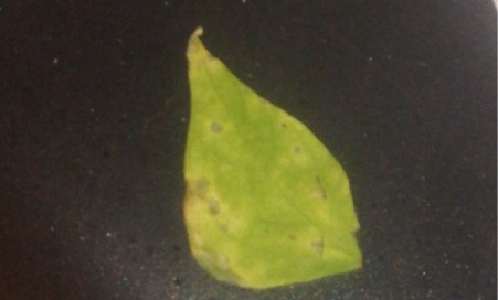 Leaf Spot