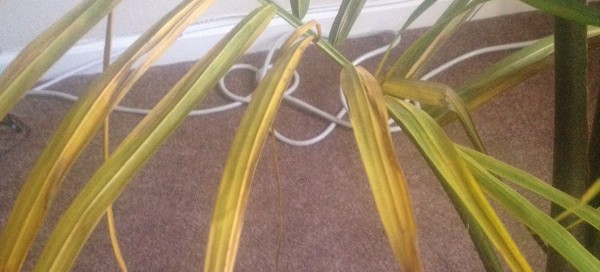 Houseplant Palm Problem