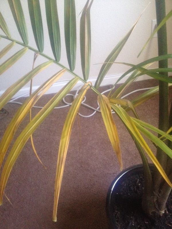 Houseplant Palm Problem