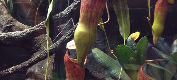 Pitcher Plant