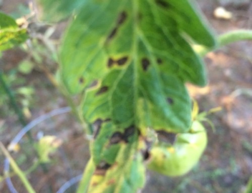 Tomato Early Blight