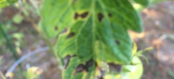 Tomato Early Blight