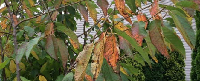 Cherry Leaf Spot