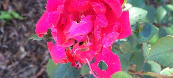 Holes In Rose Buds