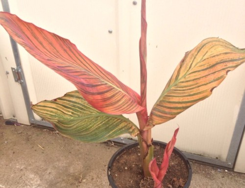 Canna Lily