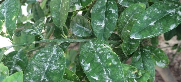 Mildew On Citrus