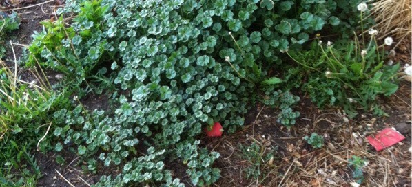 Common Mallow