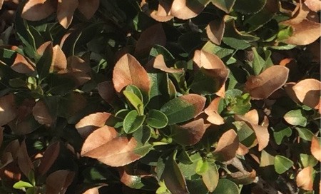 Leaf Scorch