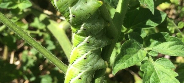 Tomato Hornworm