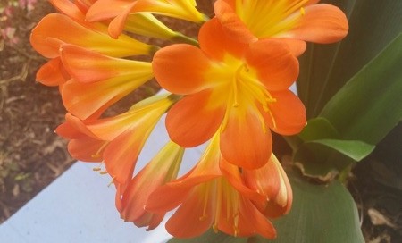 Clivia