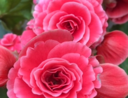 Begonia