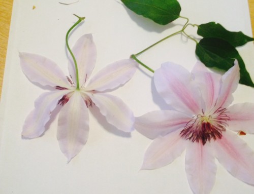 A Clematis