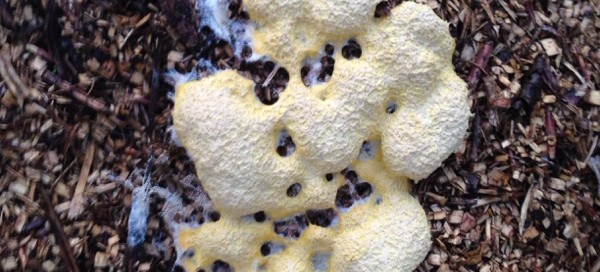 Dog Vomit Fungus