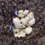 Dog Vomit Fungus