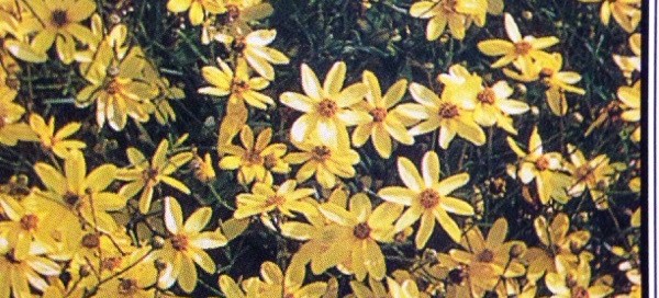 Coreopsis