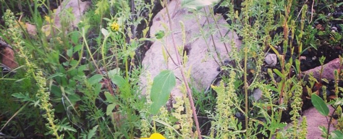 Helianthus Sunflower
