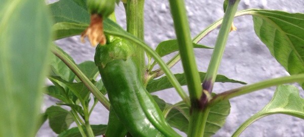 Pepper Plant