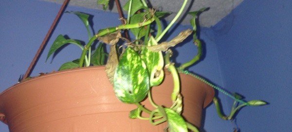 Golden Pothos